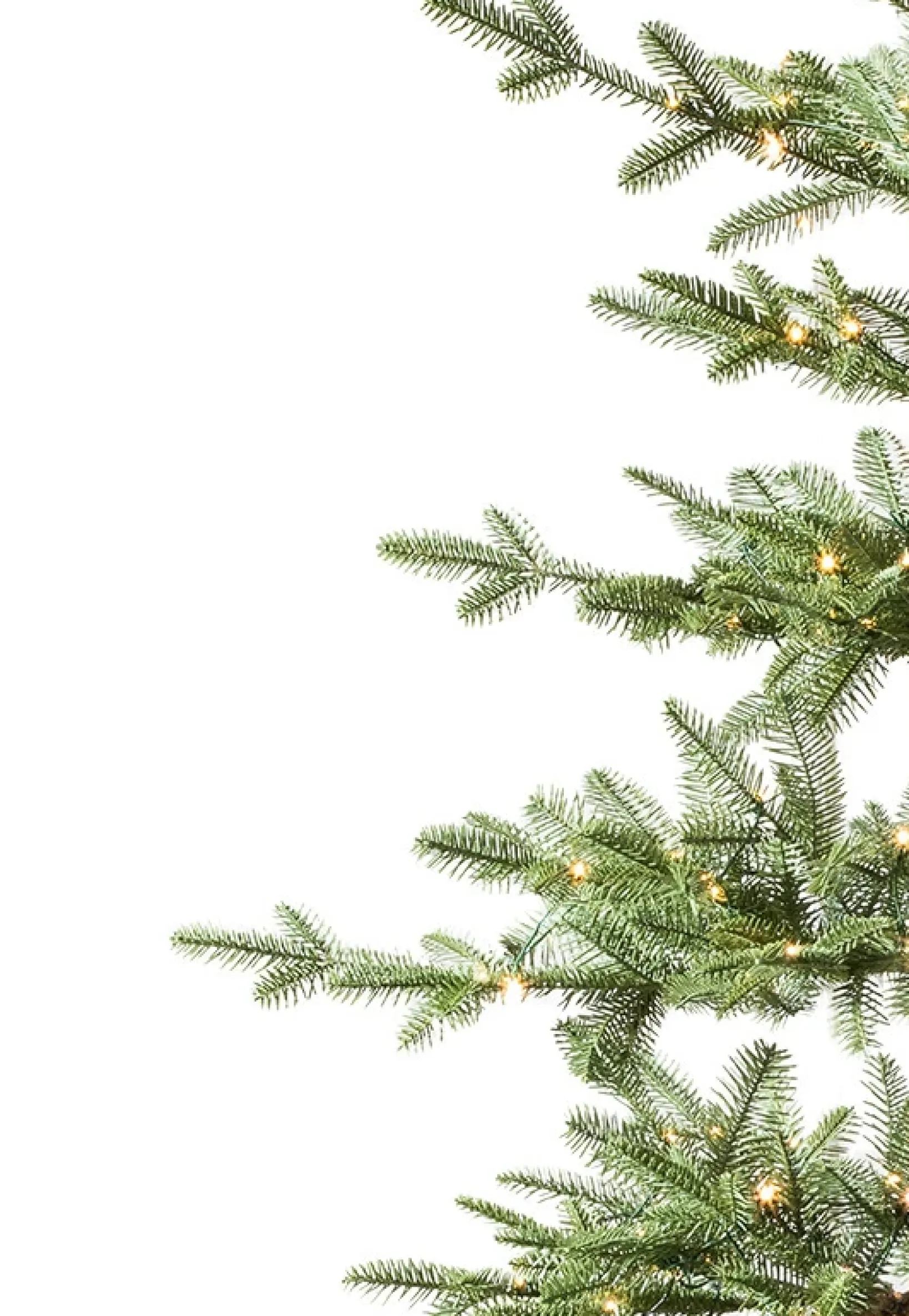 Online Alpine Balsam Fir Tabletop Tabletop & Accent Trees