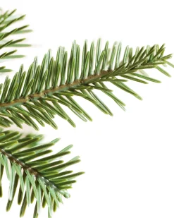 Hot Alpine Balsam Fir Trees 7 - 7.5 Feet|Under 6 Feet