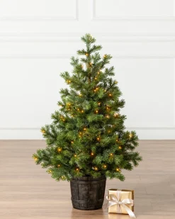 New Baby Yukon Spruce® Potted Trees Outdoor Safe