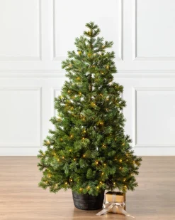 New Baby Yukon Spruce® Potted Trees Outdoor Safe