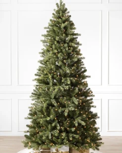 Clearance Bellevue Spruce Trees 7 - 7.5 Feet|Unlit