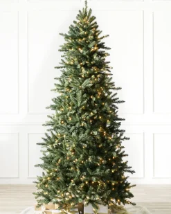Berkshire Mountain Fir Trees 7 - 7.5 Feet|Under 6 Feet