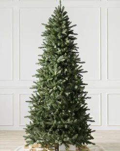 Berkshire Mountain Fir Trees 7 - 7.5 Feet|Under 6 Feet