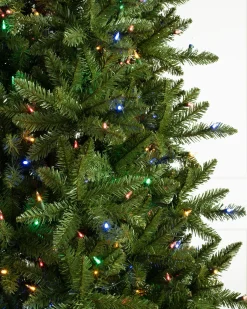 Berkshire Mountain Fir Trees 7 - 7.5 Feet|Under 6 Feet