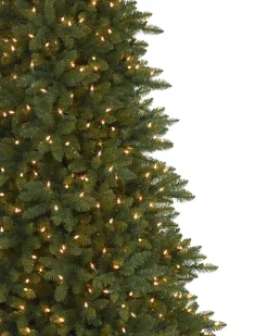 Berkshire Mountain Fir Trees 7 - 7.5 Feet|Under 6 Feet