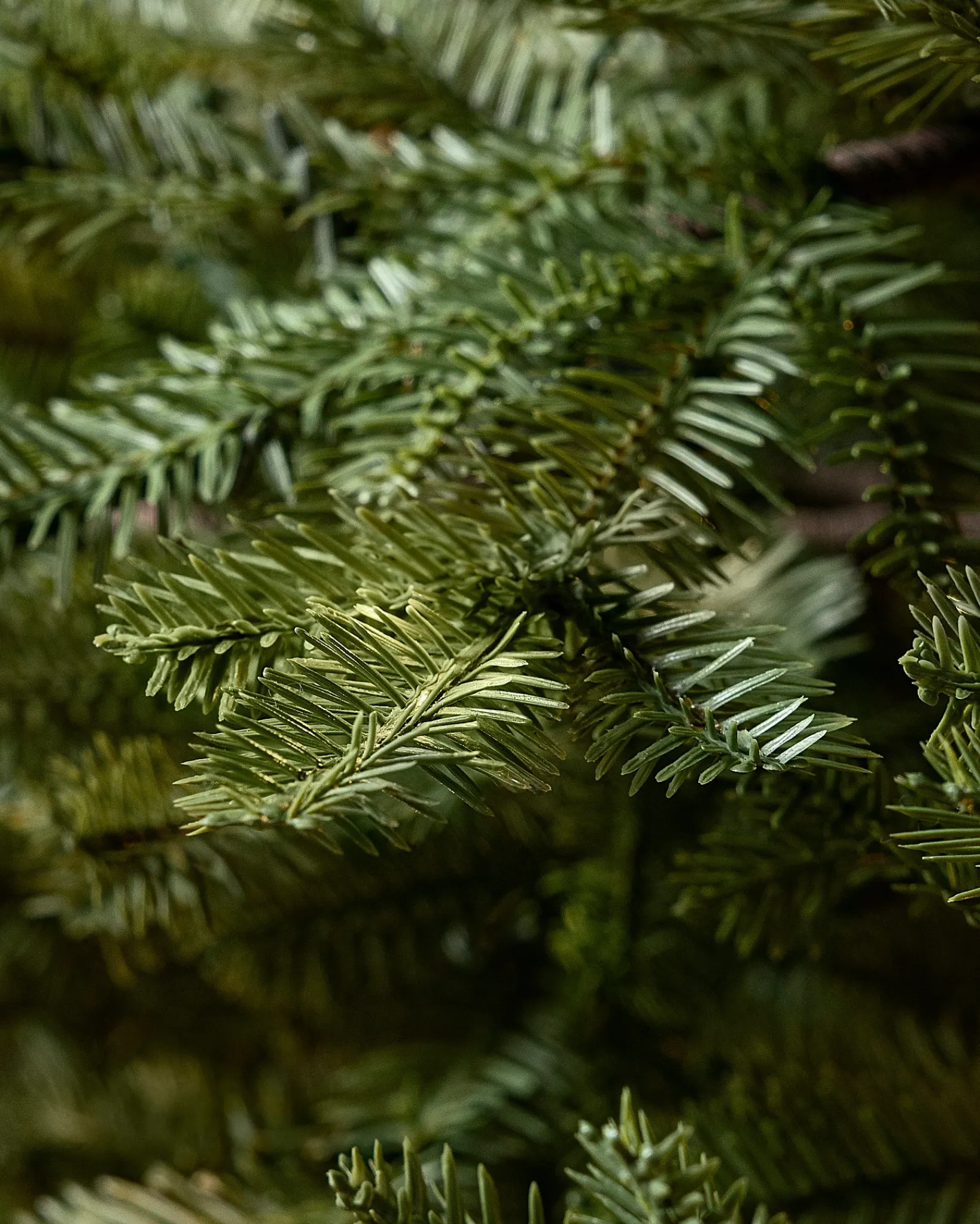 Outlet BH Balsam Fir® ReNEW™ 7 - 7.5 Feet|Pre-Lit