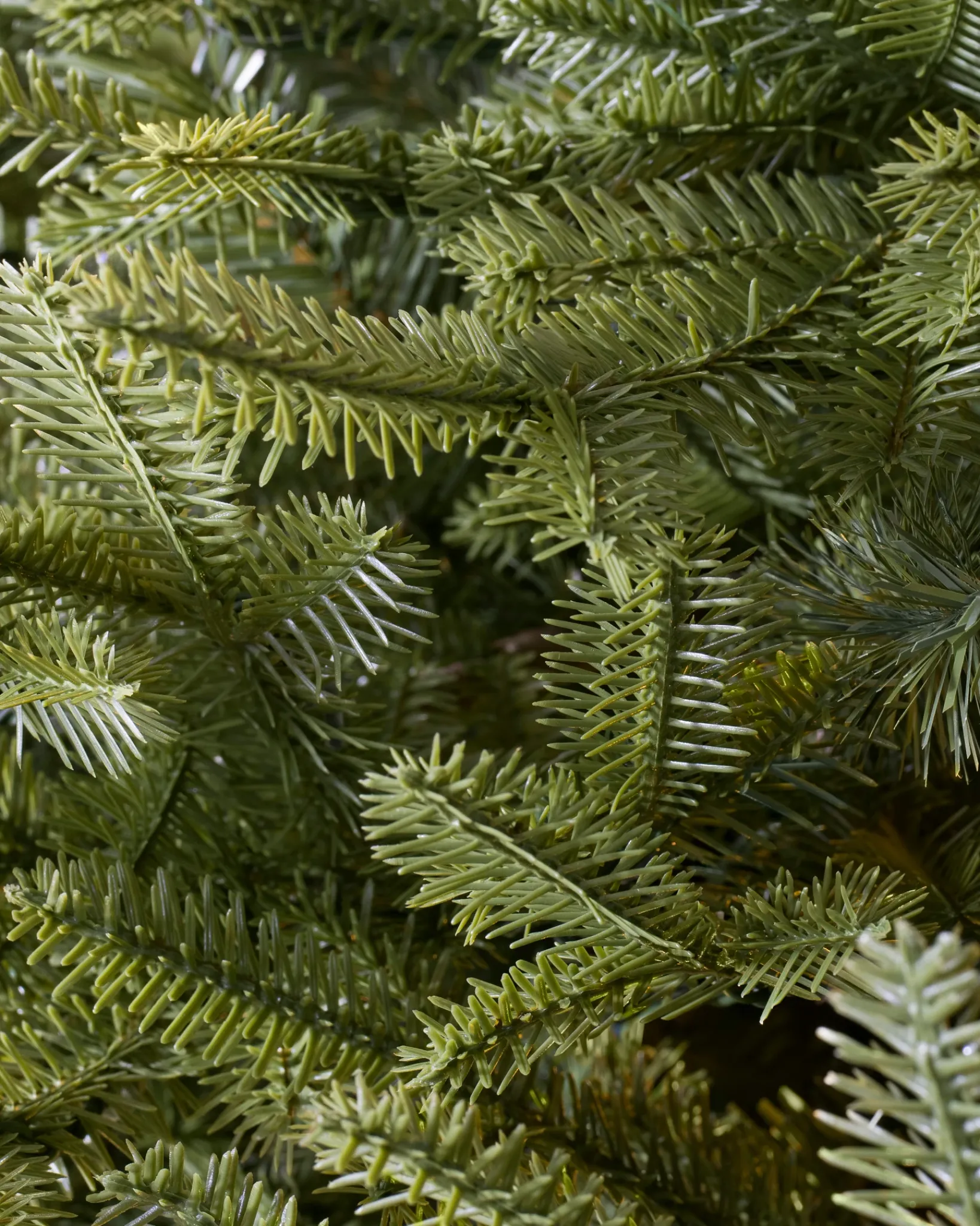 Hot BH Balsam Fir® Trees 7 - 7.5 Feet|Pre-Lit