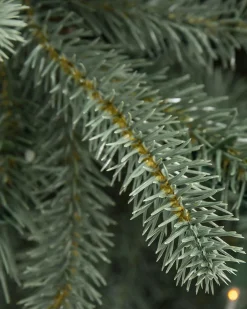 Hot BH Blue Spruce Trees 7 - 7.5 Feet|8 - 9 Feet