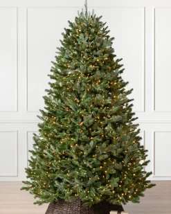 New BH Fraser Fir Trees 7 - 7.5 Feet|7 - 7.5 Feet