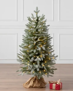 BH Frosted Balsam Fir® Tabletop Trees Tabletop & Accent Trees