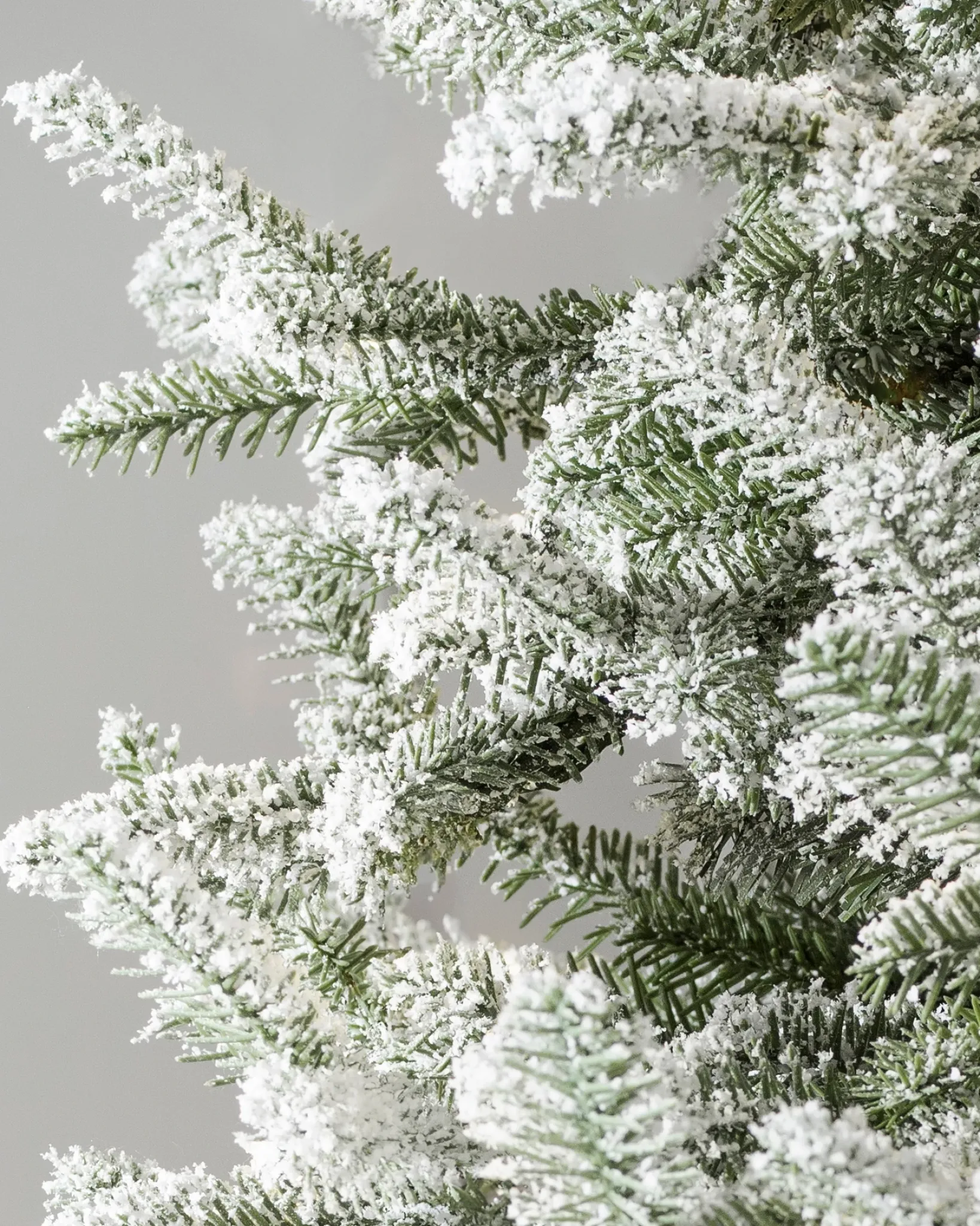 Hot BH Frosted Balsam Fir Trees 7 - 7.5 Feet|6 - 6.5 Feet