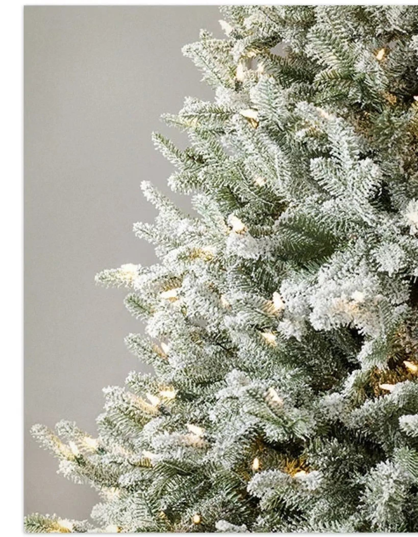 Hot BH Frosted Balsam Fir Trees 7 - 7.5 Feet|6 - 6.5 Feet