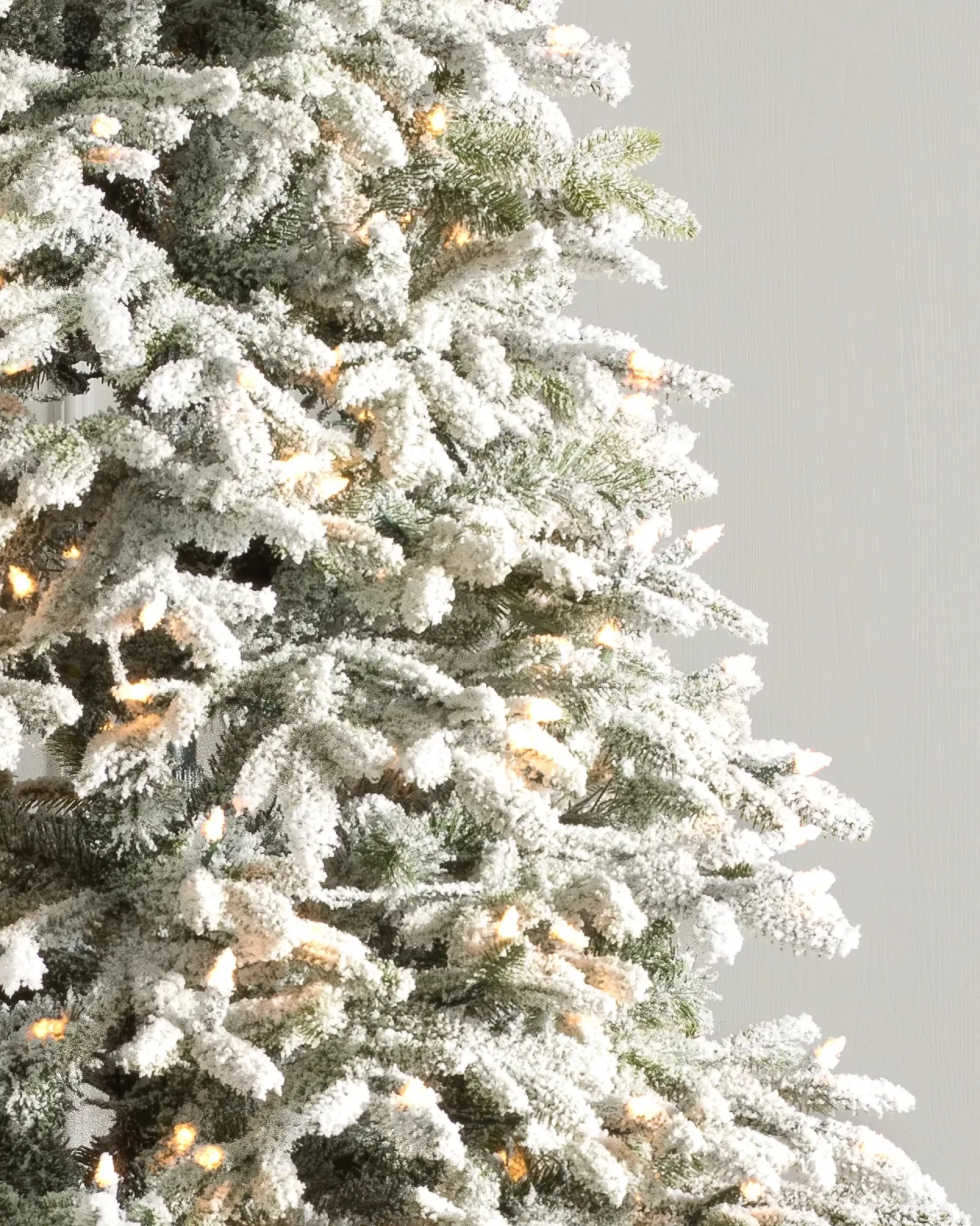 New BH Frosted Fraser Fir® Trees 7 - 7.5 Feet|Under 6 Feet