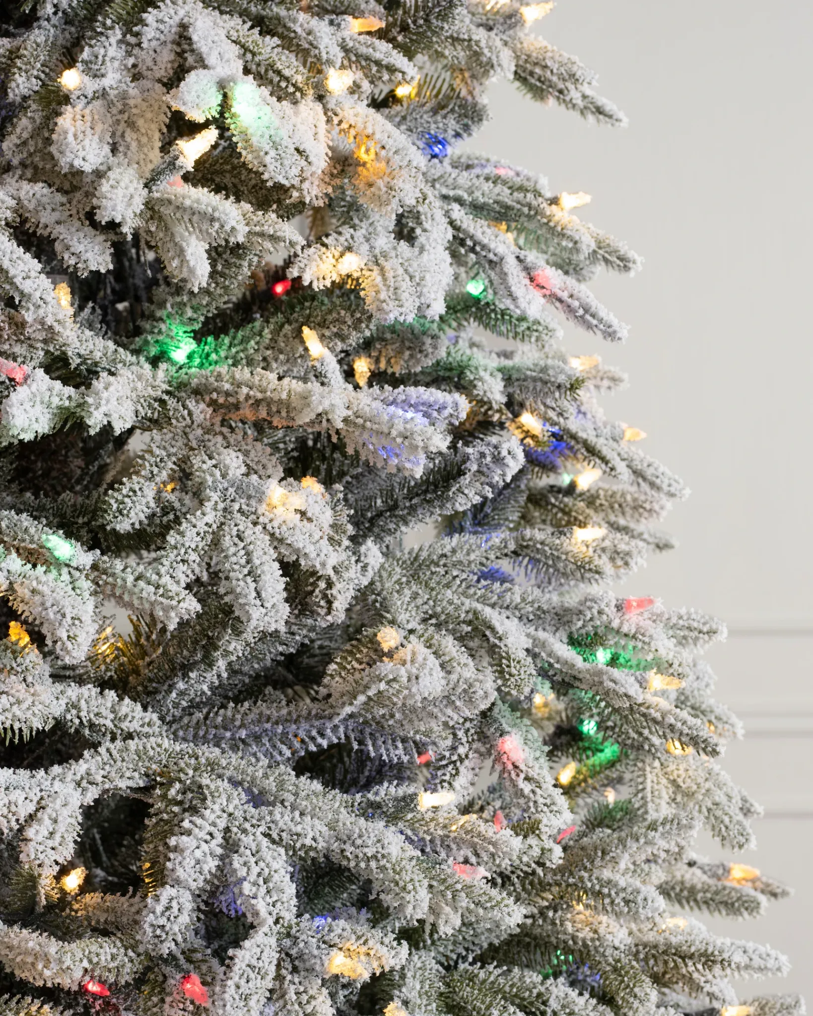 New BH Frosted Fraser Fir® Trees 7 - 7.5 Feet|Under 6 Feet