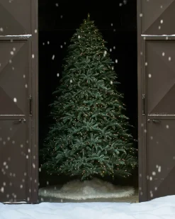 Online BH Noble Fir® ReNEW™ 7 - 7.5 Feet|8 - 9 Feet