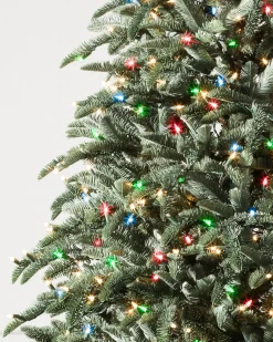 Hot BH Noble Fir® Trees 7 - 7.5 Feet|Pre-Lit