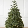 Clearance BH Nordmann Fir Trees 7 - 7.5 Feet|6 - 6.5 Feet