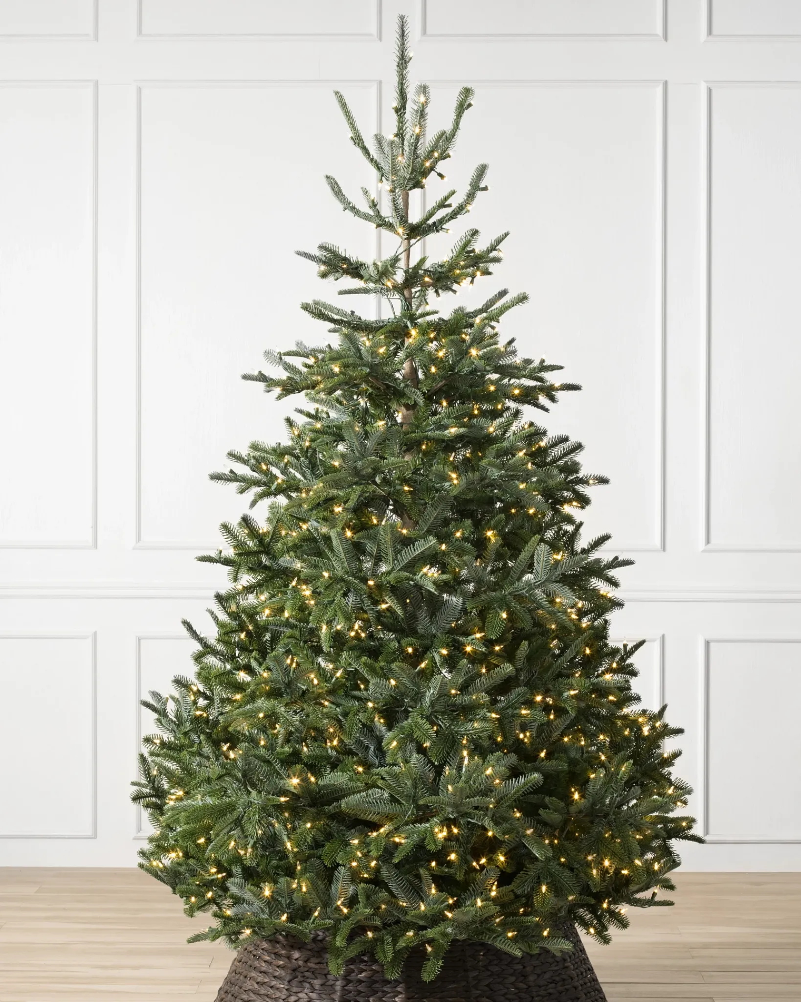 Clearance BH Nordmann Fir Trees 7 - 7.5 Feet|6 - 6.5 Feet