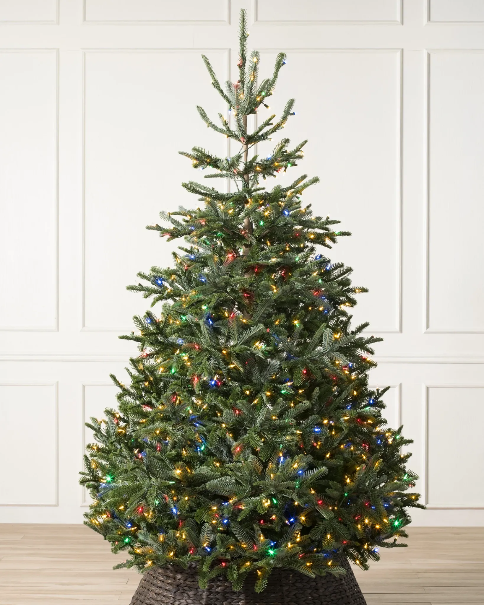 Clearance BH Nordmann Fir Trees 7 - 7.5 Feet|6 - 6.5 Feet