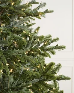 Clearance BH Nordmann Fir Trees 7 - 7.5 Feet|6 - 6.5 Feet