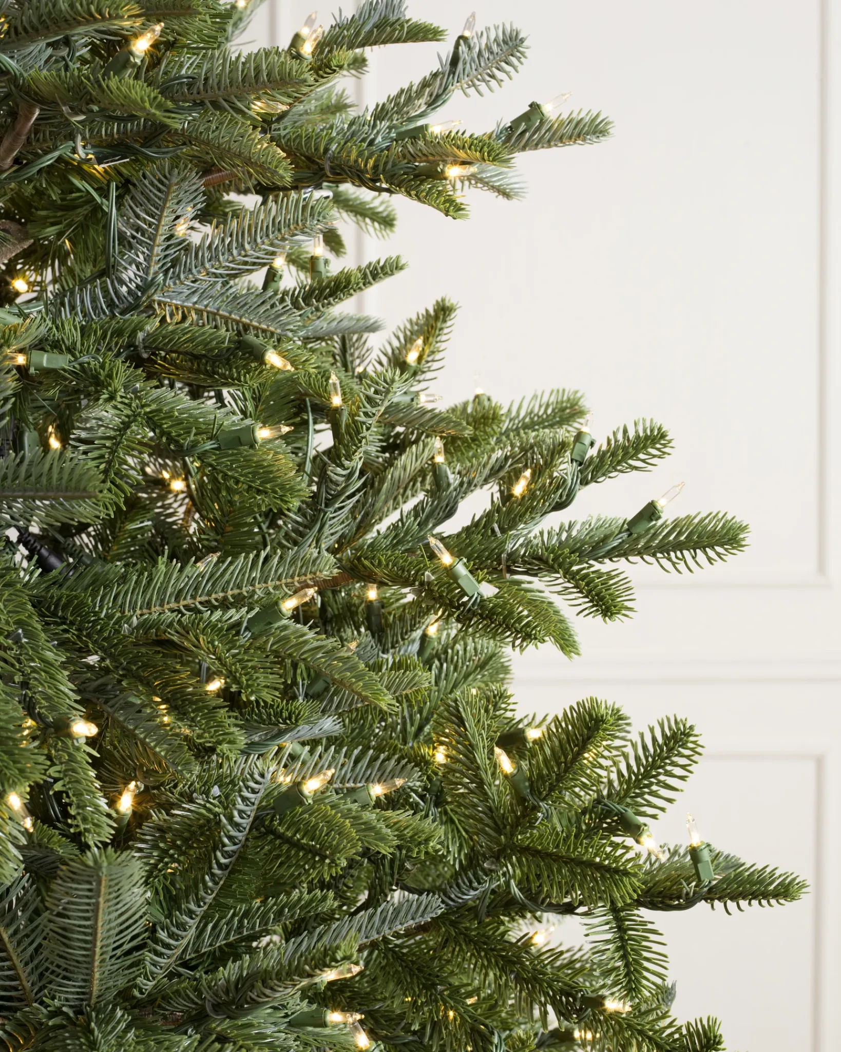 Clearance BH Nordmann Fir Trees 7 - 7.5 Feet|6 - 6.5 Feet