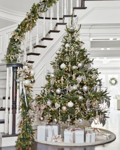 Clearance BH Nordmann Fir Trees 7 - 7.5 Feet|6 - 6.5 Feet