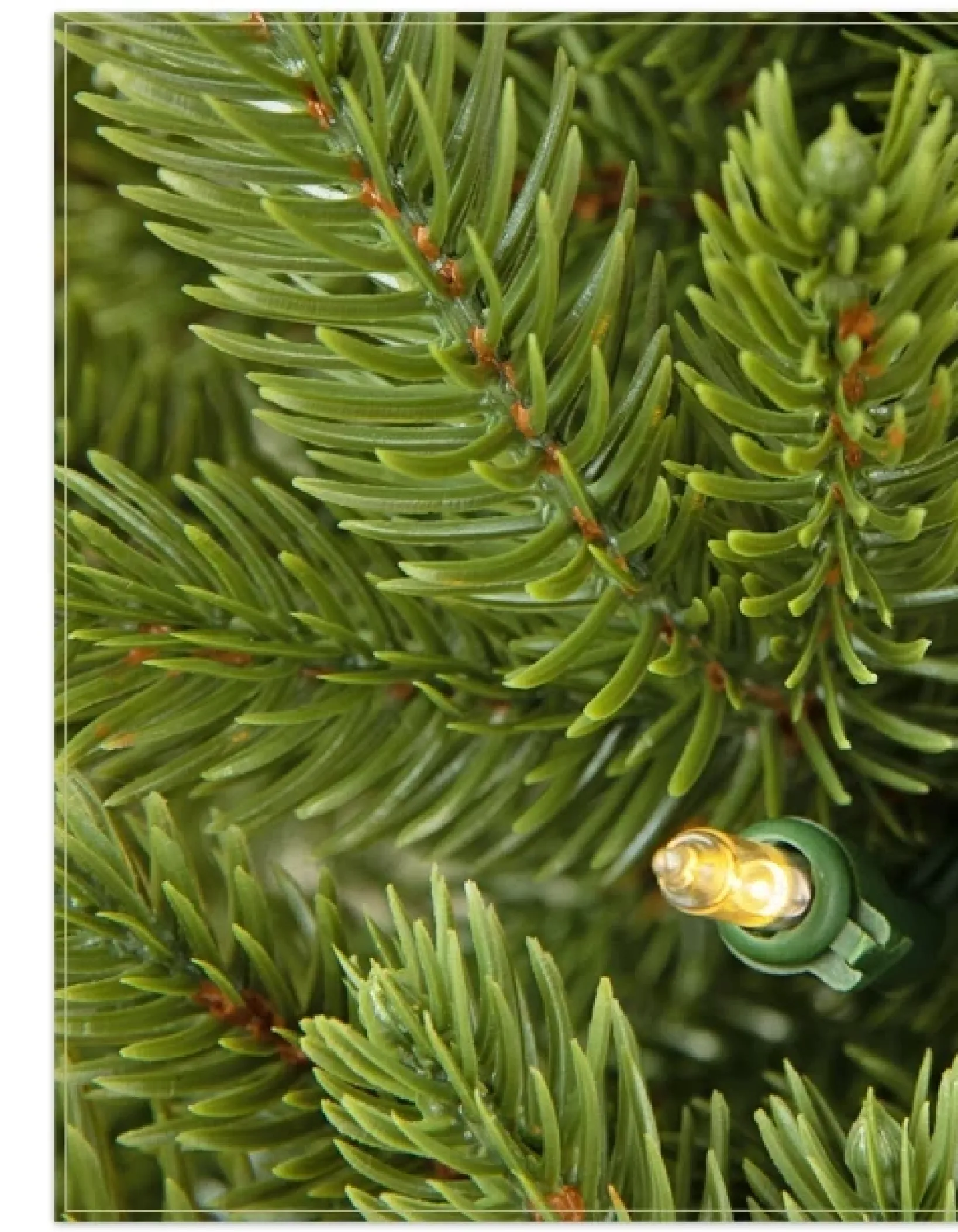 Discount BH Norway Spruce Foliage 30 - 42 Inch|5 - 7 Feet