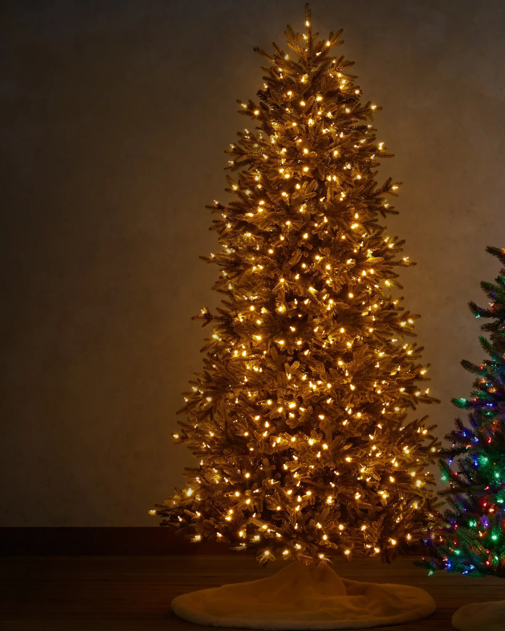Online BH Norway Spruce Trees 7 - 7.5 Feet|Under 6 Feet