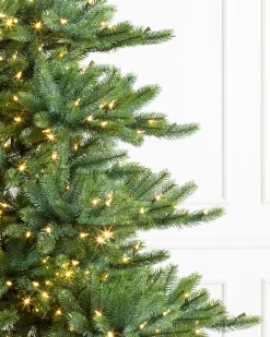 Best Biltmore® Spruce Trees 7 - 7.5 Feet|6 - 6.5 Feet
