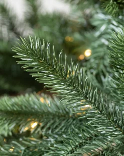 Best Biltmore® Spruce Trees 7 - 7.5 Feet|6 - 6.5 Feet