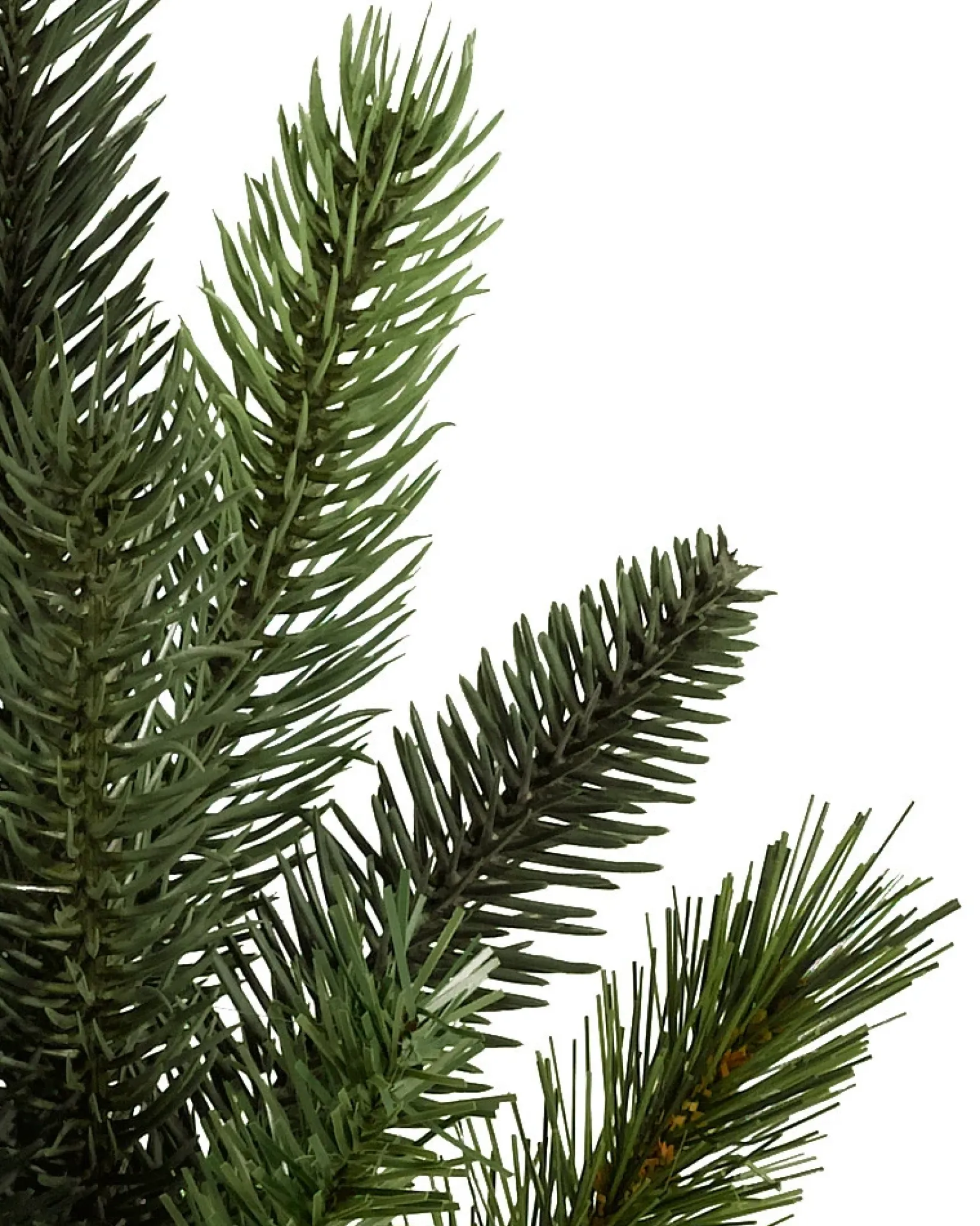 California Baby Redwood Trees 7 - 7.5 Feet|Pre-Lit