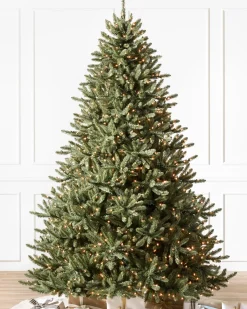 Outlet Classic Blue Spruce Trees 7 - 7.5 Feet|Under 6 Feet