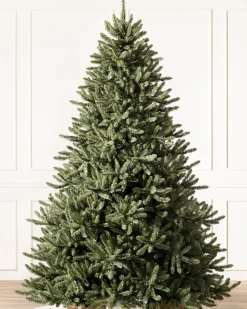 Outlet Classic Blue Spruce Trees 7 - 7.5 Feet|Under 6 Feet