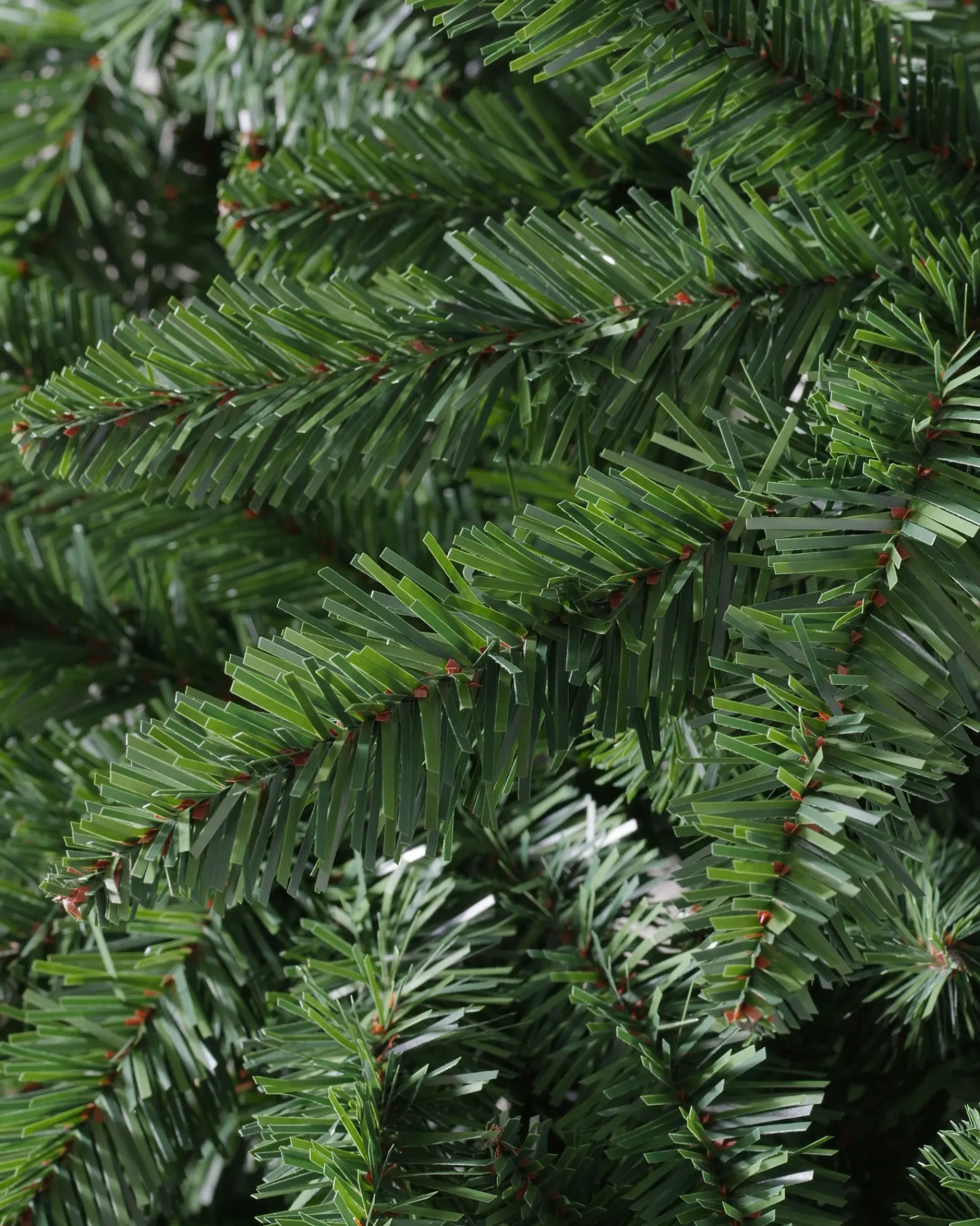 Hot Classic Evergreen Spruce Trees 7 - 7.5 Feet|6 - 6.5 Feet