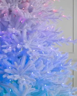 Hot Denali White® Trees 7 - 7.5 Feet|6 - 6.5 Feet