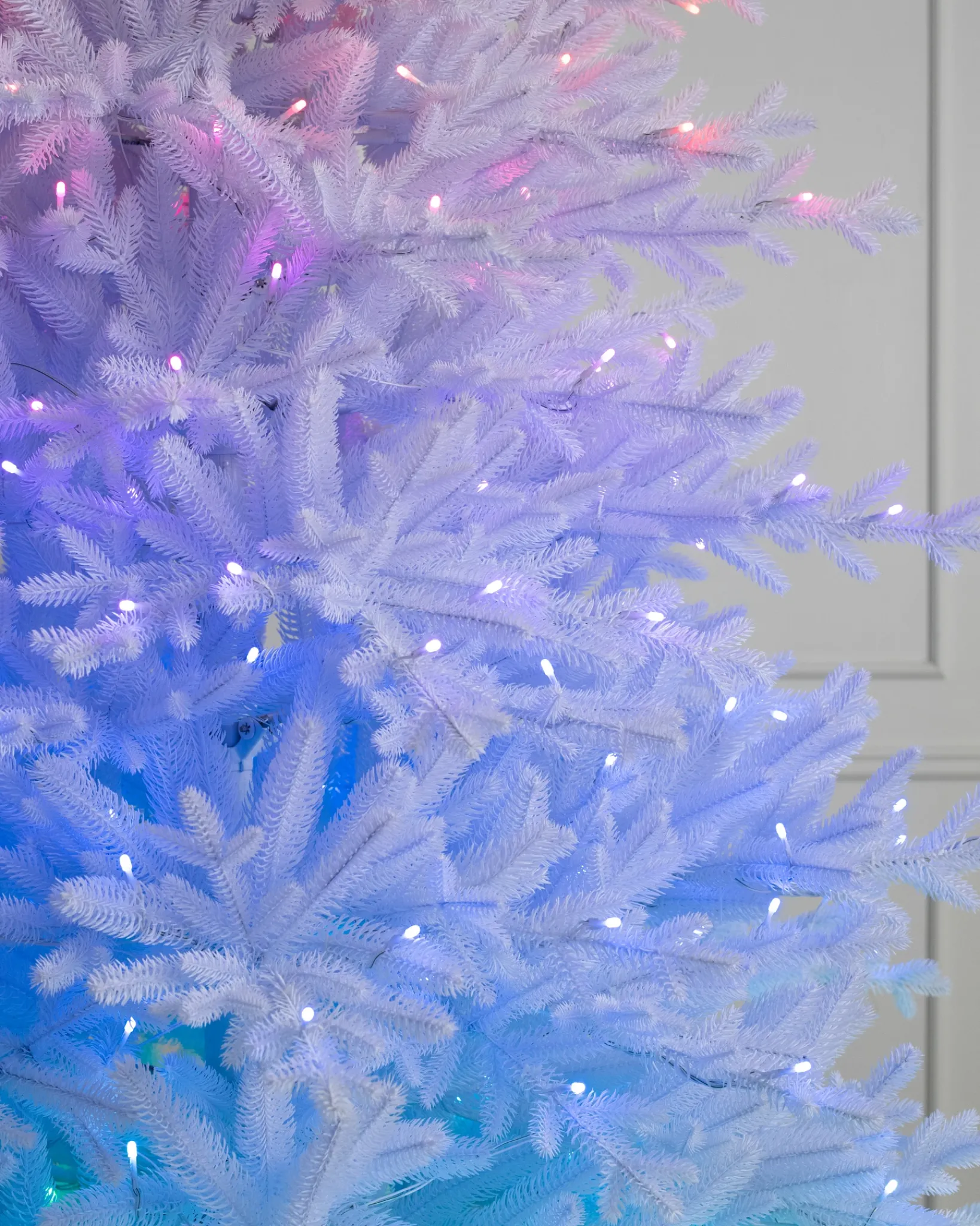 Hot Denali White® Trees 7 - 7.5 Feet|6 - 6.5 Feet