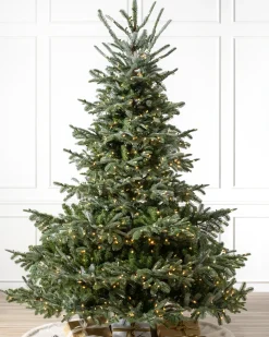 Discount European Fir Trees 7 - 7.5 Feet|Under 6 Feet