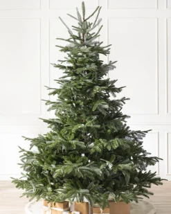 Discount European Fir Trees 7 - 7.5 Feet|Under 6 Feet