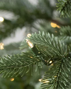 Discount European Fir Trees 7 - 7.5 Feet|Under 6 Feet