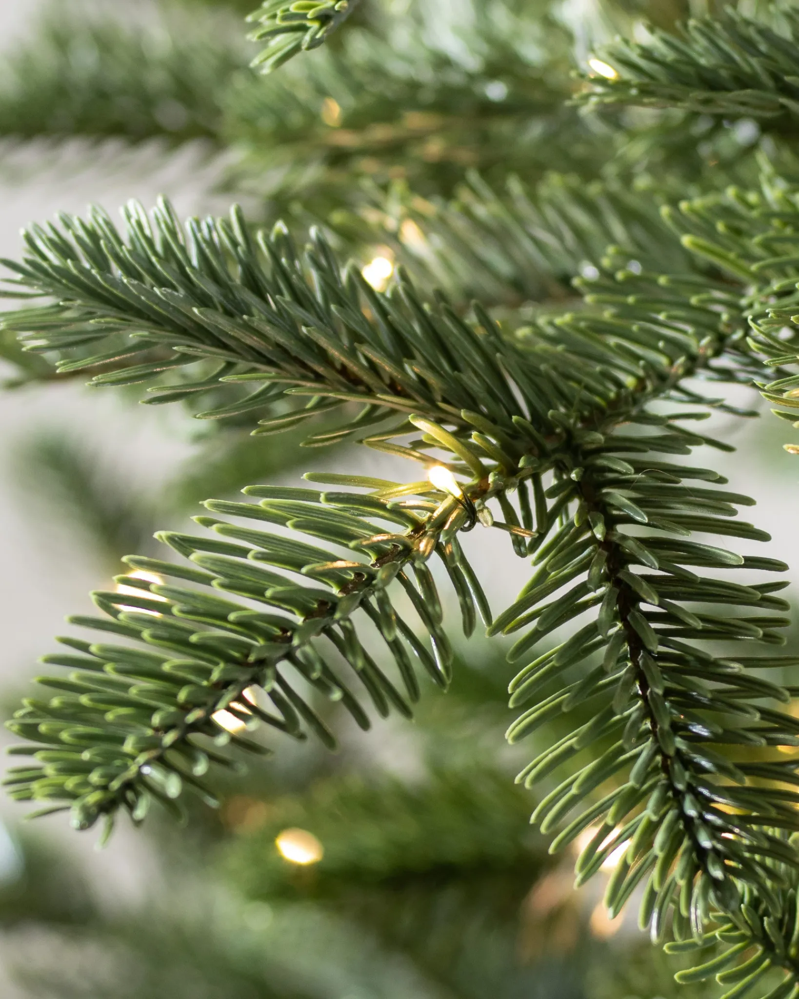 Discount European Fir Trees 7 - 7.5 Feet|Under 6 Feet