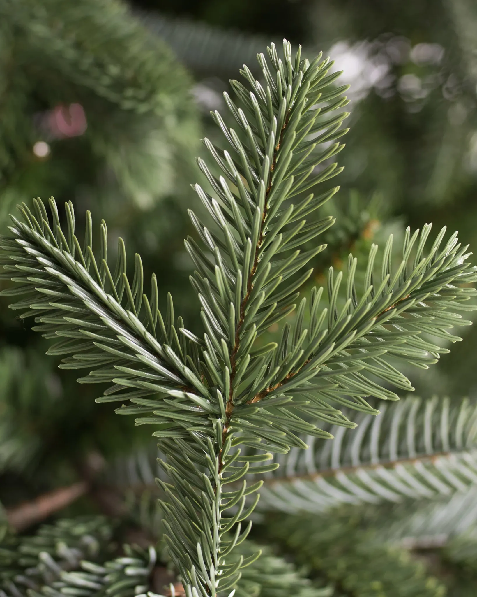 Discount European Fir Trees 7 - 7.5 Feet|Under 6 Feet