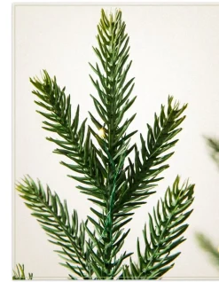 Hot Evergreen Saplings Tabletop Trees Tabletop & Accent Trees