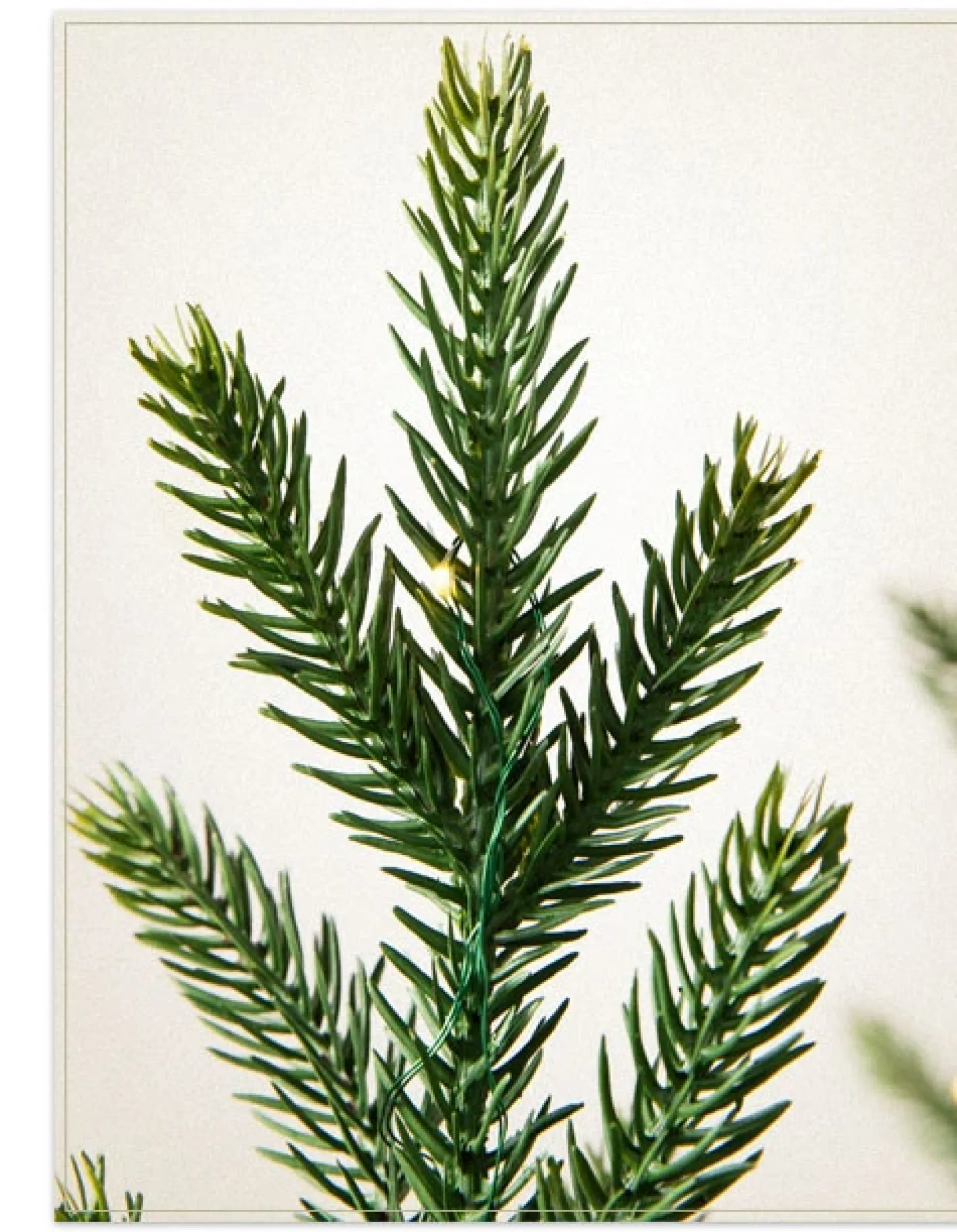 Hot Evergreen Saplings Tabletop Trees Tabletop & Accent Trees