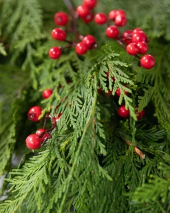 Best Fresh Cedar Grove Foliage 18 - 24 Inch