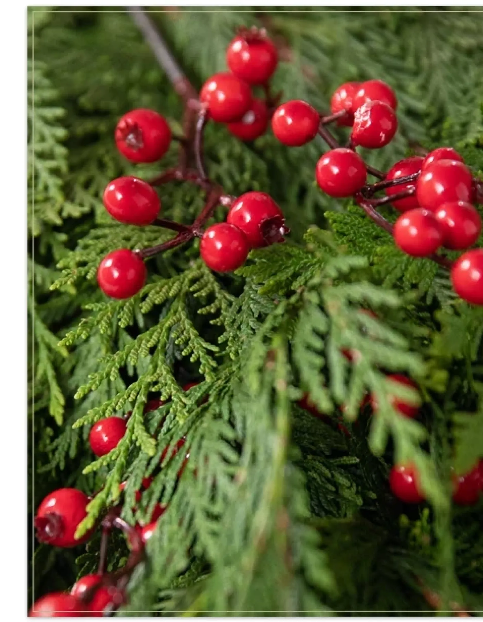 Best Fresh Cedar Grove Foliage 18 - 24 Inch