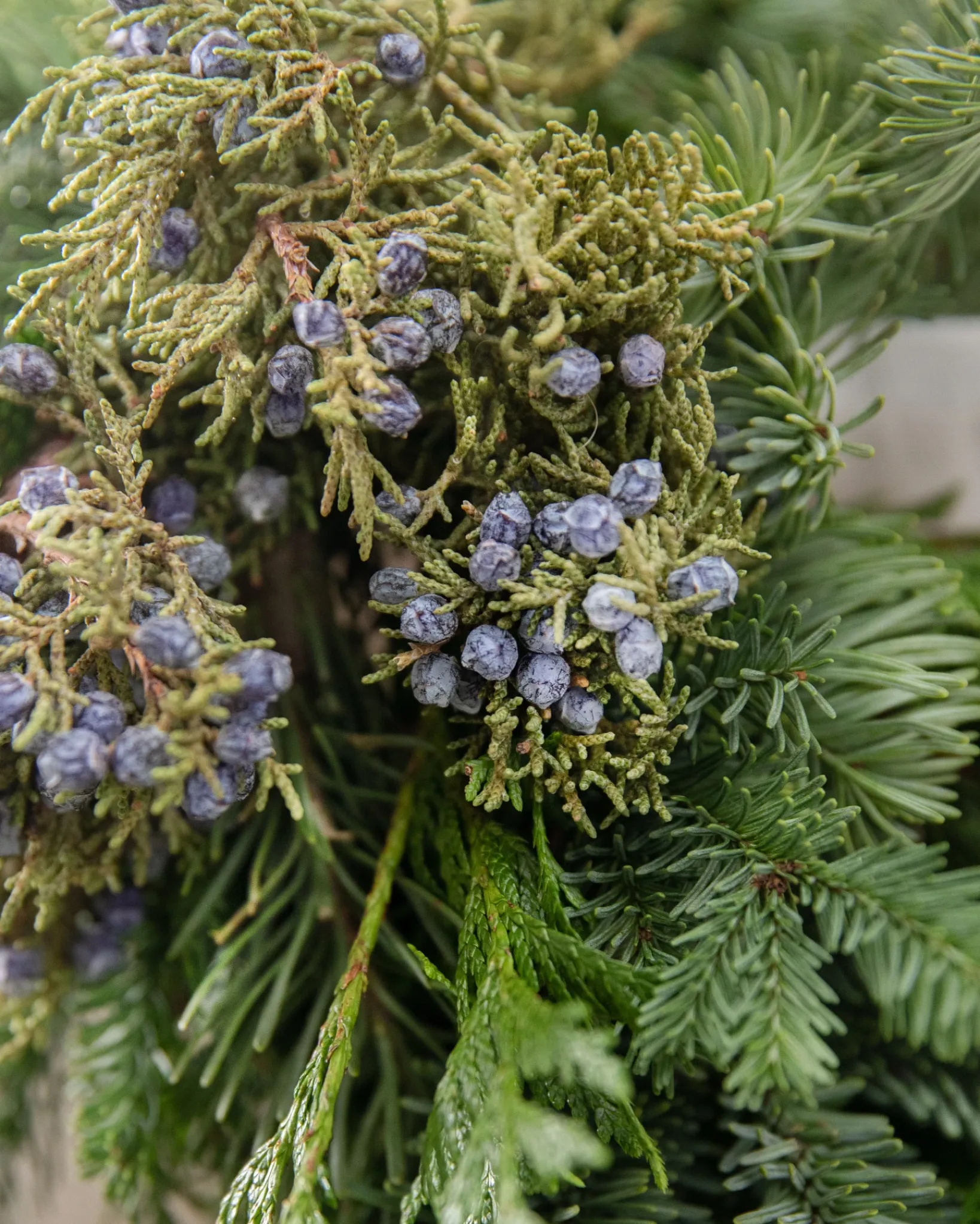 Online Fresh Evergreens & Juniper Berry Foliage 18 - 24 Inch|Outdoor Safe