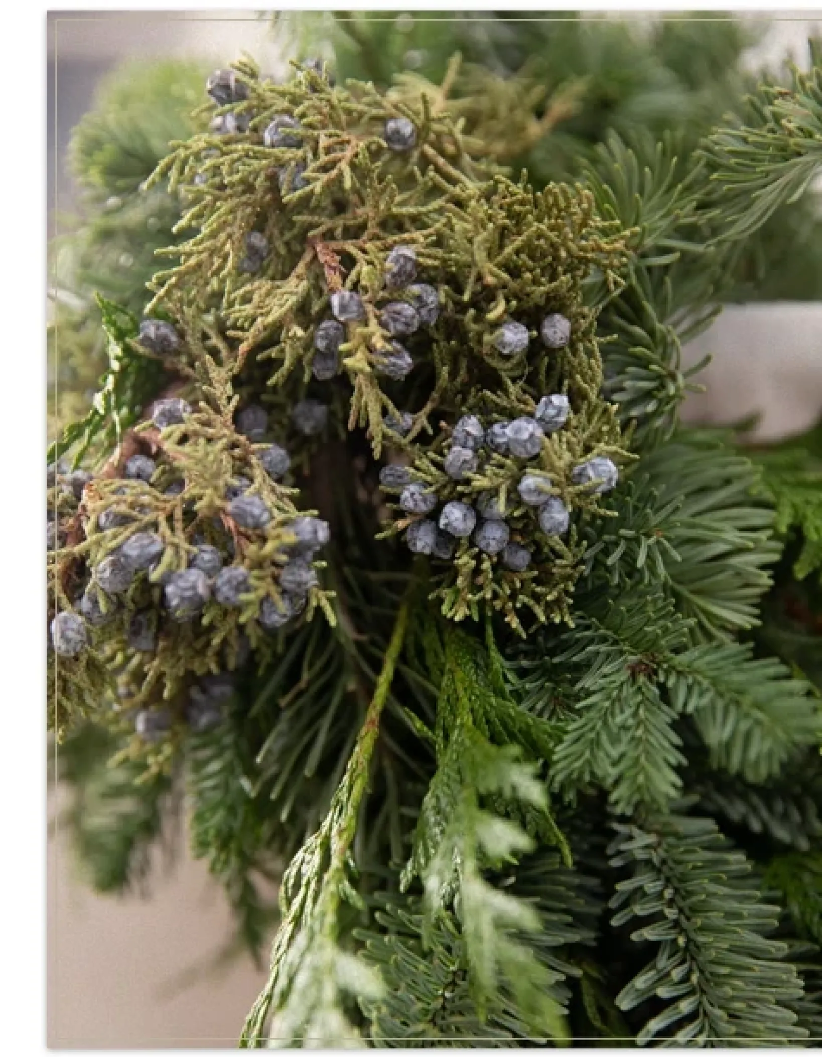 Online Fresh Evergreens & Juniper Berry Foliage 18 - 24 Inch|Outdoor Safe