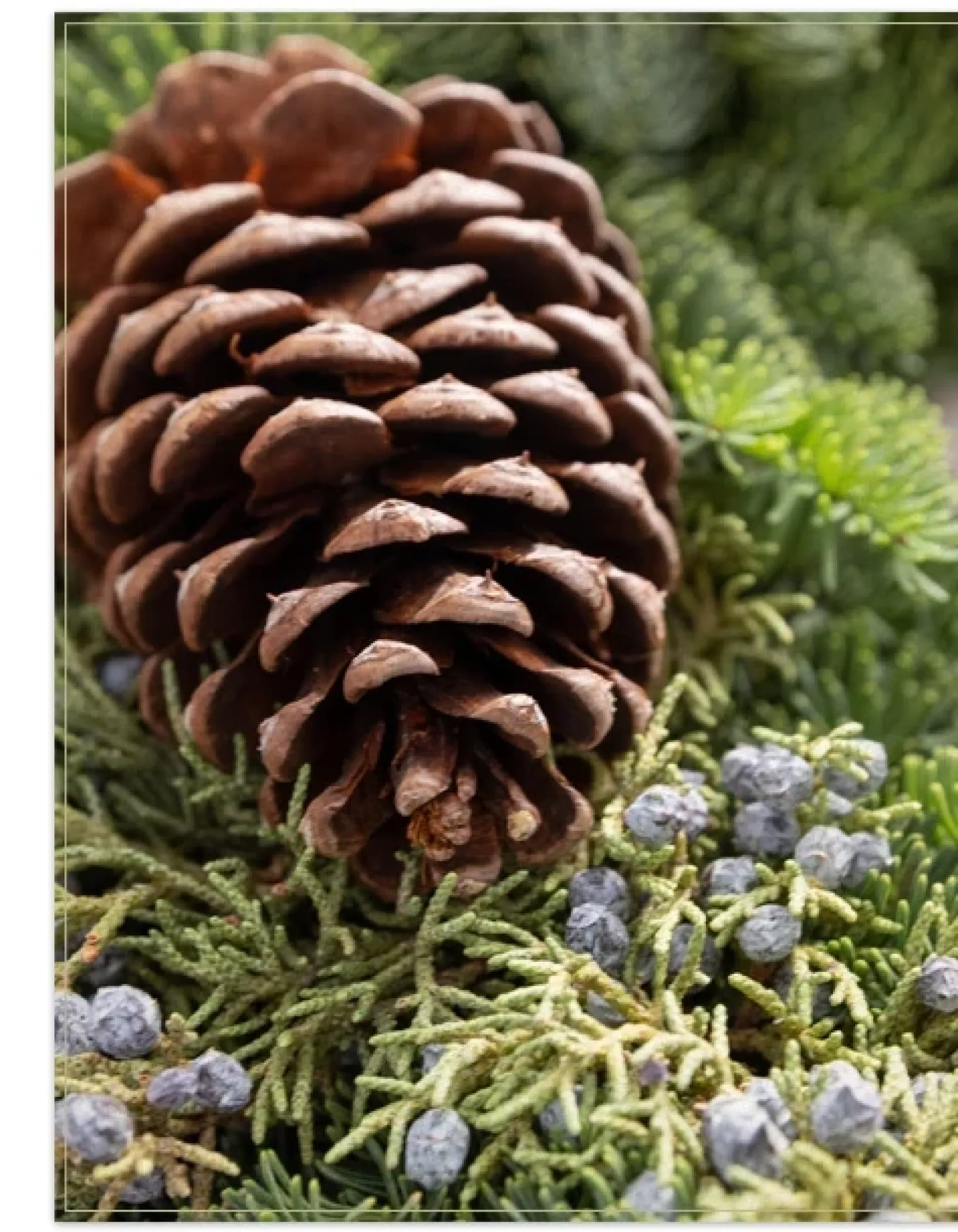 Online Fresh Evergreens & Juniper Berry Foliage 18 - 24 Inch|Outdoor Safe