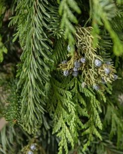 Online Fresh Evergreens & Juniper Berry Foliage 18 - 24 Inch|Outdoor Safe