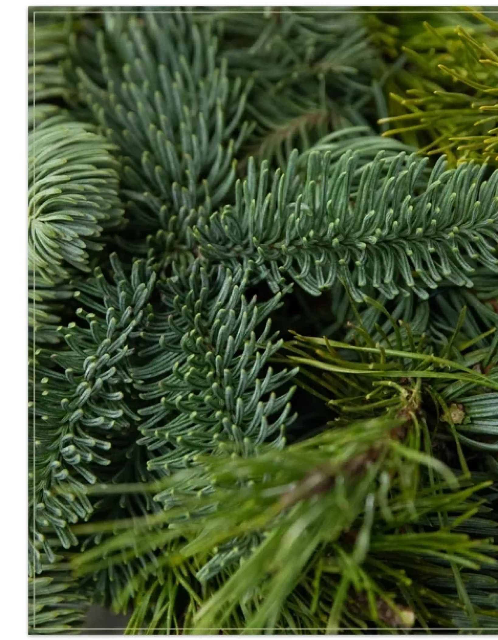 Sale Fresh Noble Fir Woodland Foliage 18 - 24 Inch|Outdoor Safe